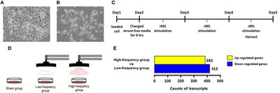 High-Frequency Repetitive Magnetic Stimulation Enhances the Expression of Brain-Derived Neurotrophic Factor Through Activation of Ca2+–Calmodulin-Dependent Protein Kinase II–cAMP-Response Element-Binding Protein Pathway